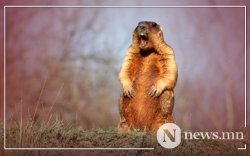 Тарваган тахлын голомт идэвхтэй байна