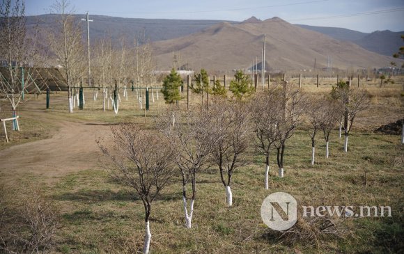 Мод тарьсны дараа арчилж, ургуулах нь хамгийн чухал