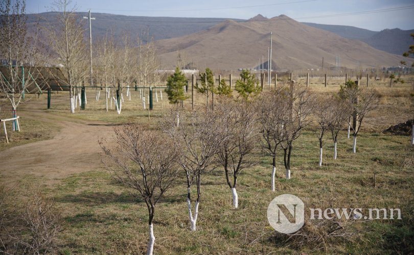 Мод тарьсны дараа арчилж, ургуулах нь хамгийн чухал