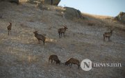 Фото сурвалжлага: Хустайн намар