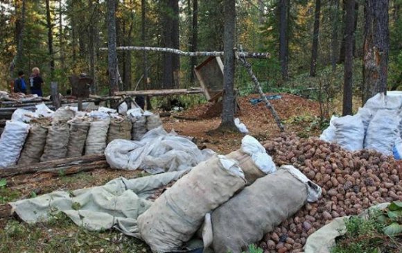 Зөвшөөрөлгүй самар бэлтгэвэл 5 дахин нугалж торгоно