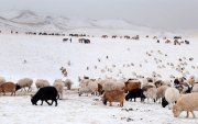 Зуд болж бэлчээр хомсдох эрсдэлтэйг анхаарууллаа