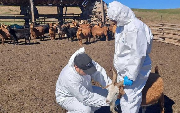 Бог малын мялзан өвчний идэвхгүй тандалт судалгааг хийлээ