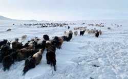 Улсын хэмжээнд 11 аймгийн 34 сум зудын байдалтай байна