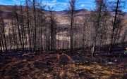 Гал алдснаас 15 га газар, айлын гэр шатсан хэргийг шалгаж байна