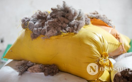 Сурвалжлага: Ноолуураа зарахаар малчид хятадуудыг царайчилж байна