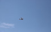"AIRSHOW" арга хэмжээг зорьж буй иргэдийн анхааралд