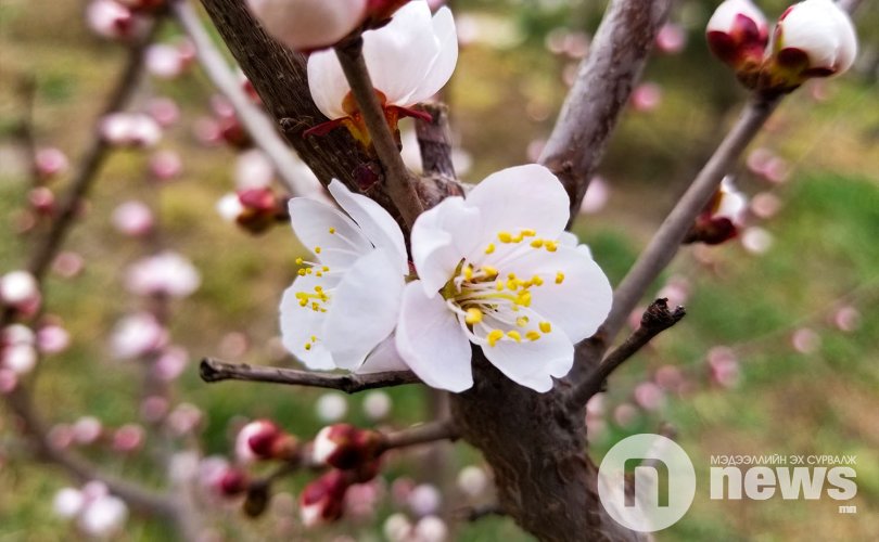 Улаанбаатарт 17 хэм дулаан
