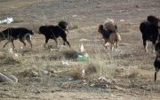 Амьтан асрамжлах байранд 98 нохой, 33 муур байна
