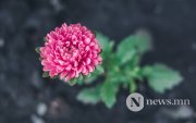 Фото: Зураг шиг үзэсгэлэнтэй зургадугаар сар