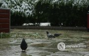Би чамайг яг сүүлчийн бороо орж, навчис шарлатал хүлээнэ гэж боддог…