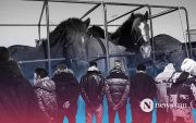 Хэнтий аймагт мал хулгайлах гэмт хэрэг хамгийн олон бүртгэгджээ