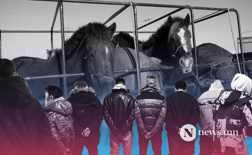 Хэнтий аймагт мал хулгайлах гэмт хэрэг хамгийн олон бүртгэгджээ