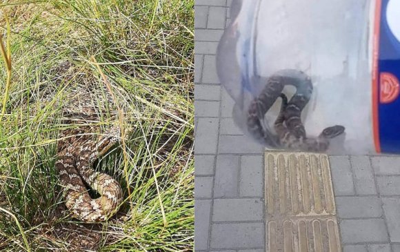 Бамбай хошуут могойд бага насны хүүхэд хатгуулжээ