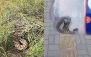 Бамбай хошуут могойд бага насны хүүхэд хатгуулжээ