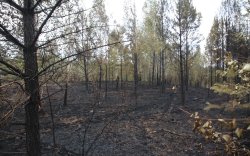 ОБЕГ: Шинээр 5 түймэр гарч, 3 түймрийг бүрэн унтраав
