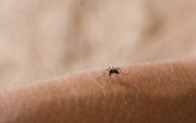Сөүлийн цаг агаарыг шумуул хүртэл тэсвэрлэхэд хэцүү болжээ