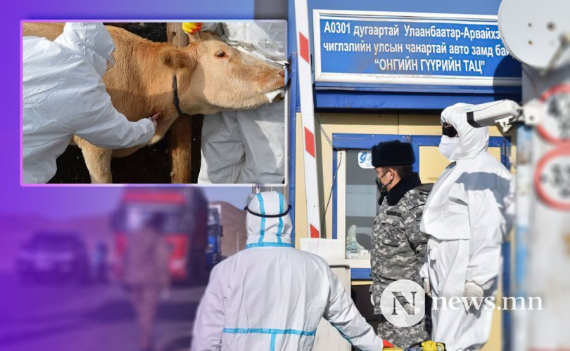 Гачууртад шүлхий бүртгэгдэж, хөл хорио тогтоожээ