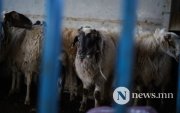 Улсын хэмжээнд малын тарга хүч сайн байна