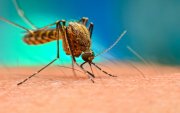 Хятадад чикунгунья вирусийн 7000 тохиолдол бүртгэгджээ