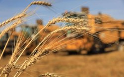 Улаанбуудайн тариалалт 15 хувиар буурчээ