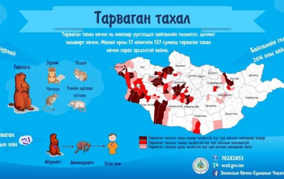 Тарваган тахлын эсрэг дархлаажуулалт хийж байна