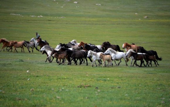 Малын өвчнөөс урьдчилан сэргийлэх ажил улс орон даяар эхэллээ