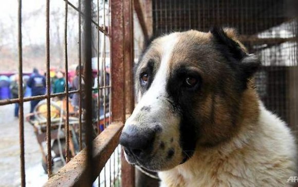 Өмнөд Солонгос нохойн махыг хүнсэнд хэрэглэхийг хориглов