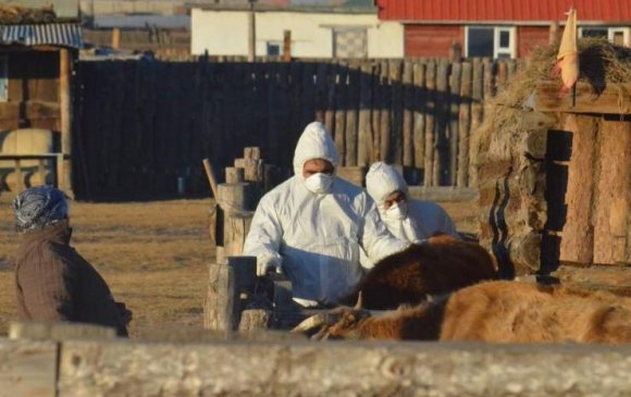 Булган аймгийн 2 суманд шүлхий өвчний сэжигтэй тохиолдол илэрлээ