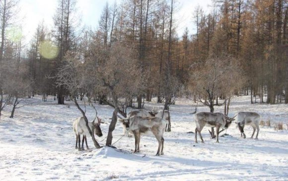 Цаа бугын тоо толгой өсөж 2000-д хүрчээ