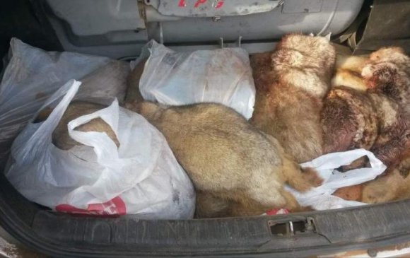 16 буу, 26 хавх, нэг автомашиныг хурааж зөрчлийн хэрэг үүсгэжээ