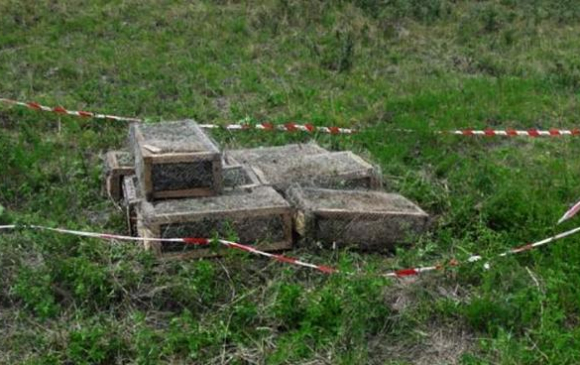 Тарвага нүүлгэн шилжүүлж, нутагшуулах ажлын II үе шат эхэллээ
