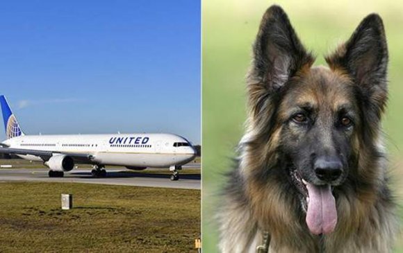 “United Airlines” зорчигчийн нохойг андууран Япон руу илгээжээ